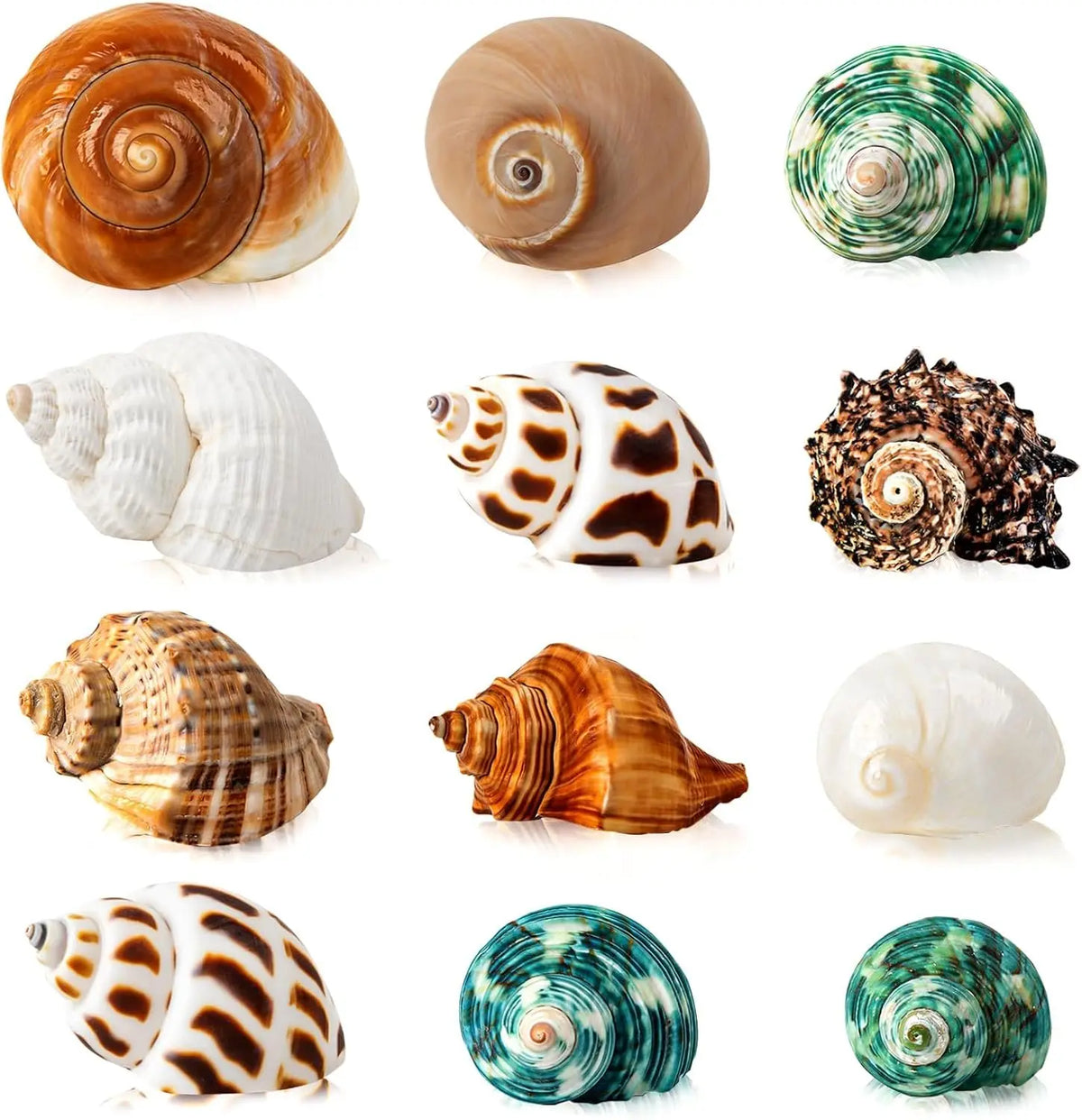 Natural Scallop Shells 2.3''-3'' White Sea Shells for DIY Craft Making, Hand Painting, Ocean Themed Party and Home Décor