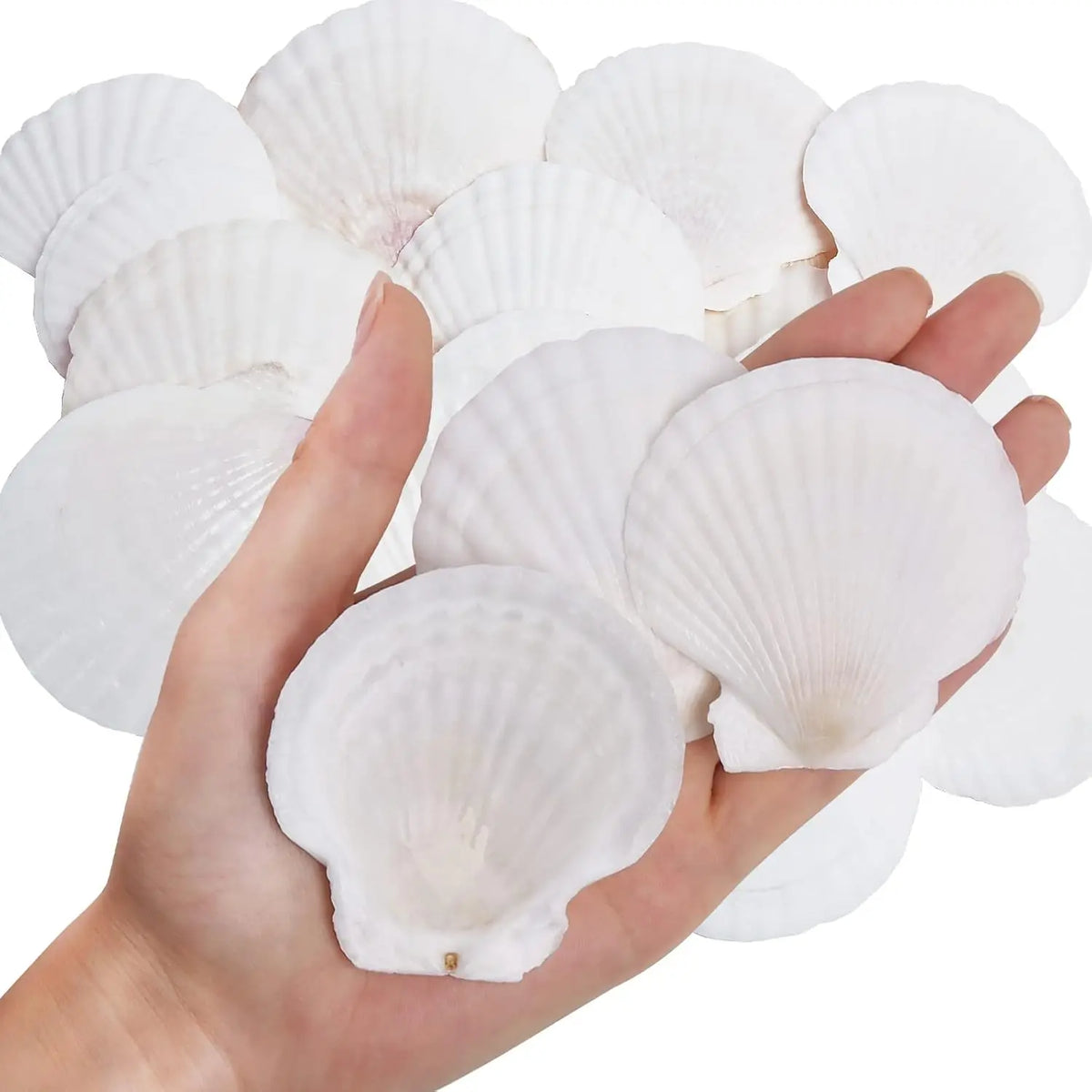 Natural Scallop Shells 2.3''-3'' White Sea Shells for DIY Craft Making, Hand Painting, Ocean Themed Party and Home Décor