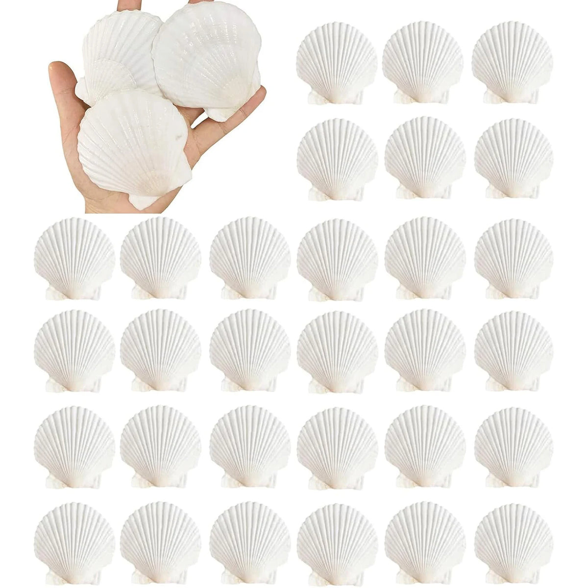 Natural Scallop Shells 2.3''-3'' White Sea Shells for DIY Craft Making, Hand Painting, Ocean Themed Party and Home Décor