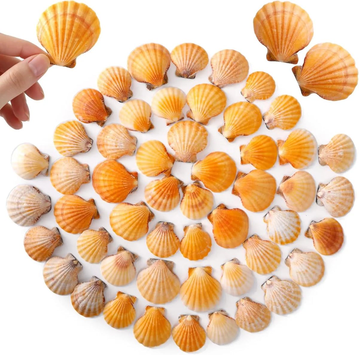 Natural Scallop Shells 2.3''-3'' White Sea Shells for DIY Craft Making, Hand Painting, Ocean Themed Party and Home Décor