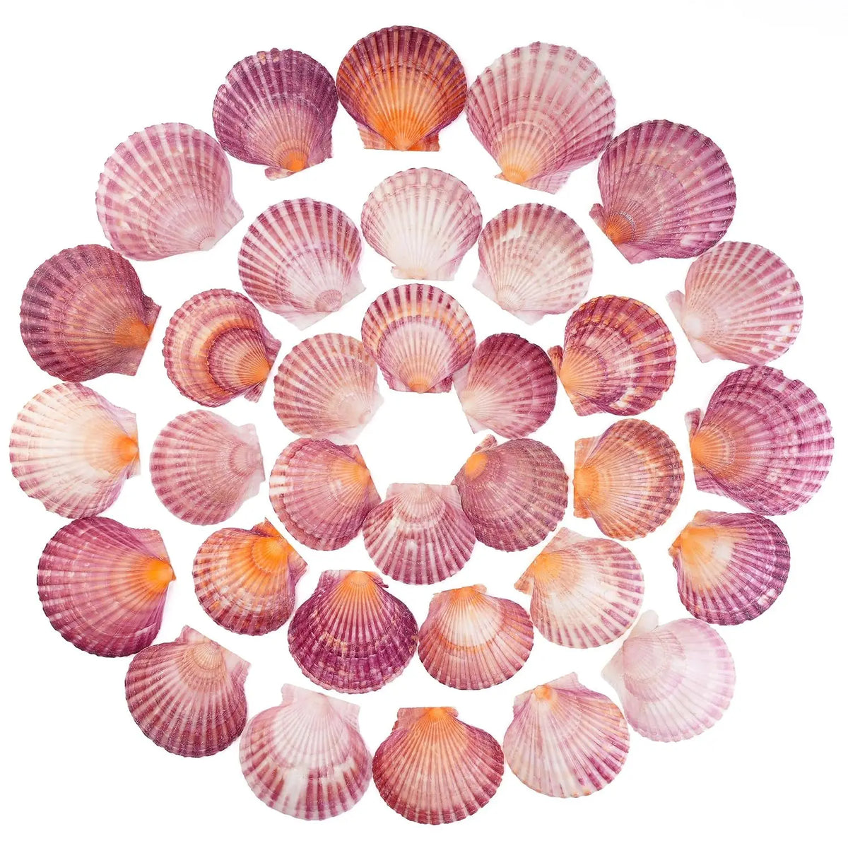 Natural Scallop Shells 2.3''-3'' White Sea Shells for DIY Craft Making, Hand Painting, Ocean Themed Party and Home Décor